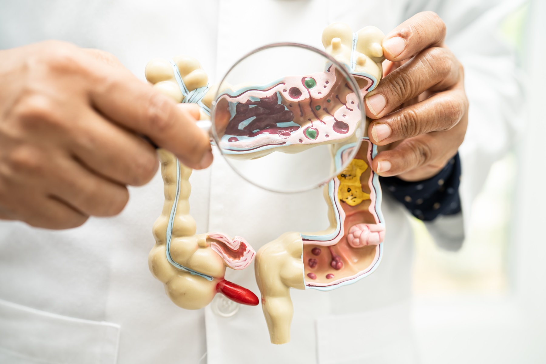 Digestive system model demonstration